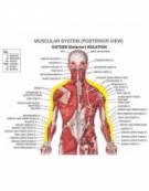 Palette nuoto ISO da allenamento muscolare